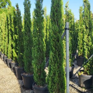 Cyprus vždyzelený (Cupressus sempervirens) ´PYRAMIDALIS´ - výška 200-250 cm, kont. C30L (-13°C)